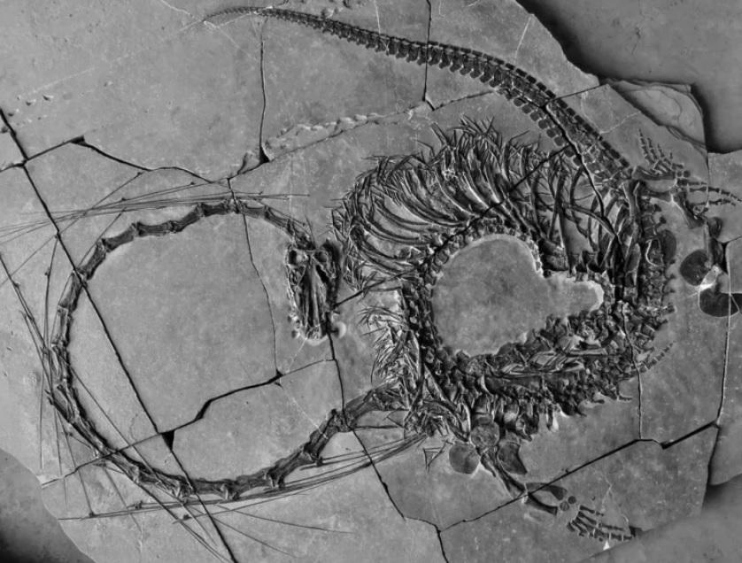 Учені знайшли скамʼянілість динозавра, схожого на фентезійних драконів