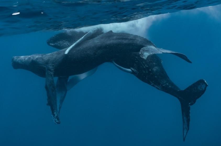 Учені вперше зафіксували одностатевий секс горбатих китів