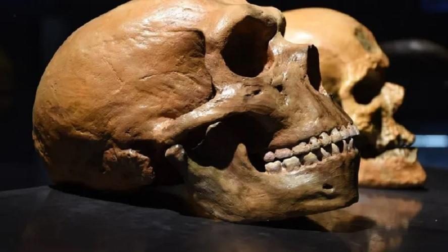 З аукціону у Великій Британії прибрали людські черепи, щоб «не увічнювати спадщину колоніалізму»