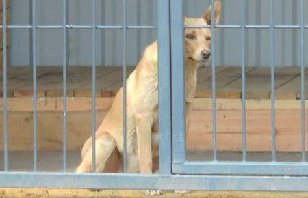 У Костянтинівці собаки кусають одну людину на день, — коммунальник