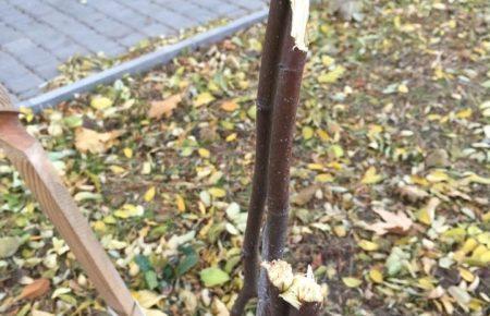 В Одесі вандали знищили алею Небесної сотні