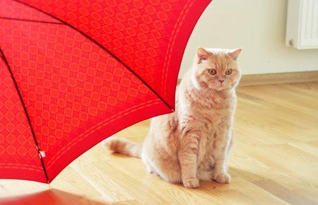 6 жовтня в Україну прийдуть дощі