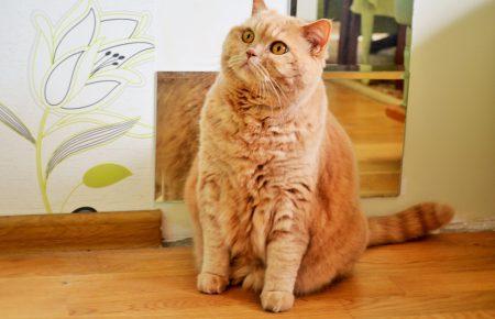 14 січня старий Новий рік в Україні очікується із снігом та морозом