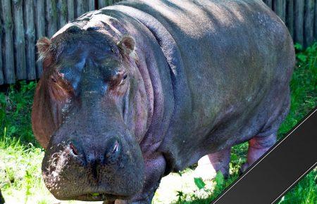 У зоопарку Києва померла найстаріша бегемотиха світу