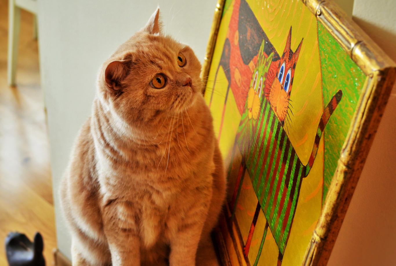 «Коты требуют индивидуального пространства и уважения», — Таня Кремень