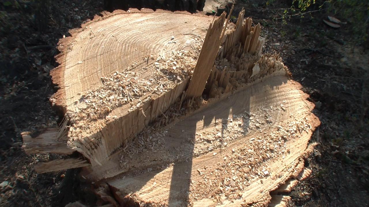 В Іллічівському лісі на Донеччині незаконно вирубали 100 дубів