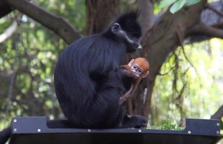 У австралійському Сіднеї народилась рідкісна оранжева мавпа