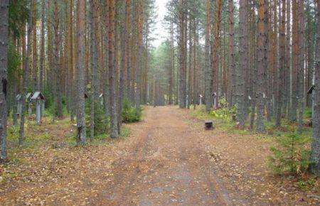 За 5 ночей в урочищі Сандармох було розстріляно 1111 людей