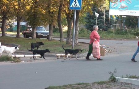 На Донеччині збільшилася кількість бродячих собак, що нападають на людей