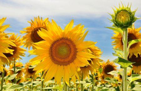 Що експортує Україна — промо від Мінагрополітики