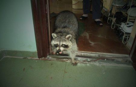 Рятувальники звільнили єнота з несподіваної пастки