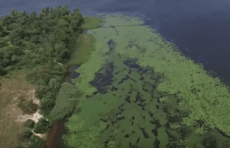 У Києві з дрону відзняли цвітіння води у Дніпрі — відео