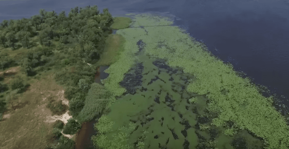 У Києві з дрону відзняли цвітіння води у Дніпрі — відео