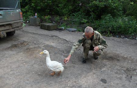 Тварини на передовій: бойовий качур та миша Валєра
