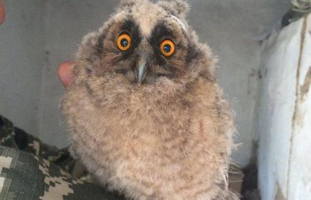 Що робить «комбатська» сова на передовій? Фото