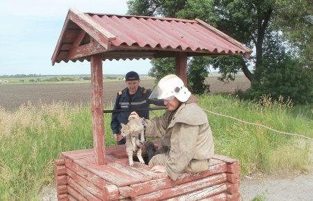 Працівники ОБСЄ допомогли врятувати від смерті кота