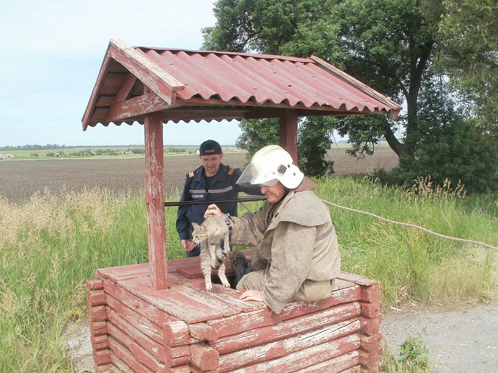 Працівники ОБСЄ допомогли врятувати від смерті кота