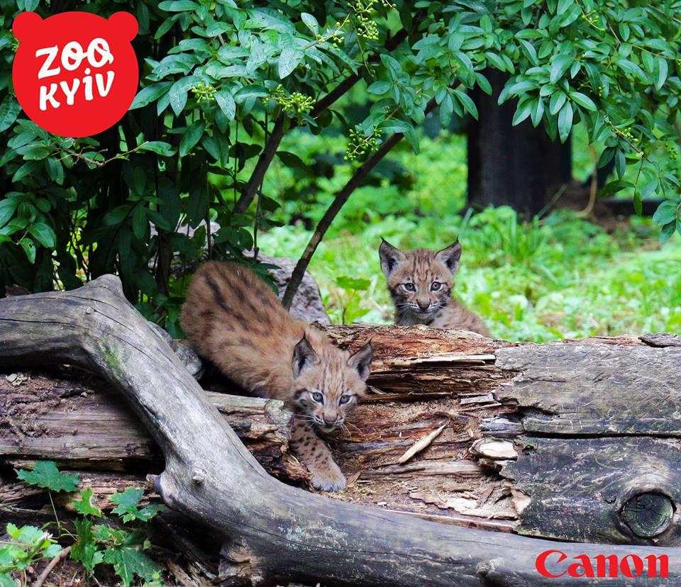 У київському зоопарку народилися малі рисенята