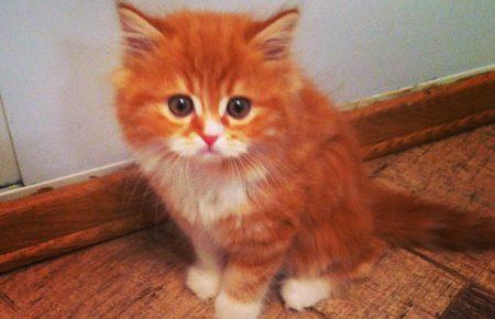 12-13 березня в Україні очікується дощ та мокрий сніг