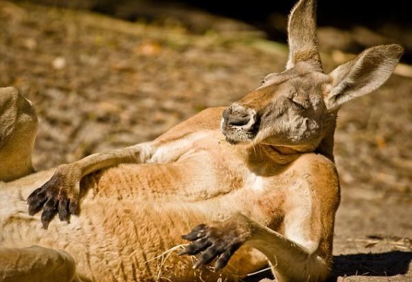 Африканські савани, долина Нілу та водоспади — яким буде Київський зоопарк?