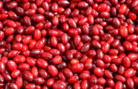 Смачна країна. Компот із кизилу