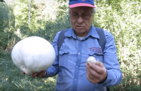 Під Тернополем чоловік знайшов гігантський їстівний гриб — відео