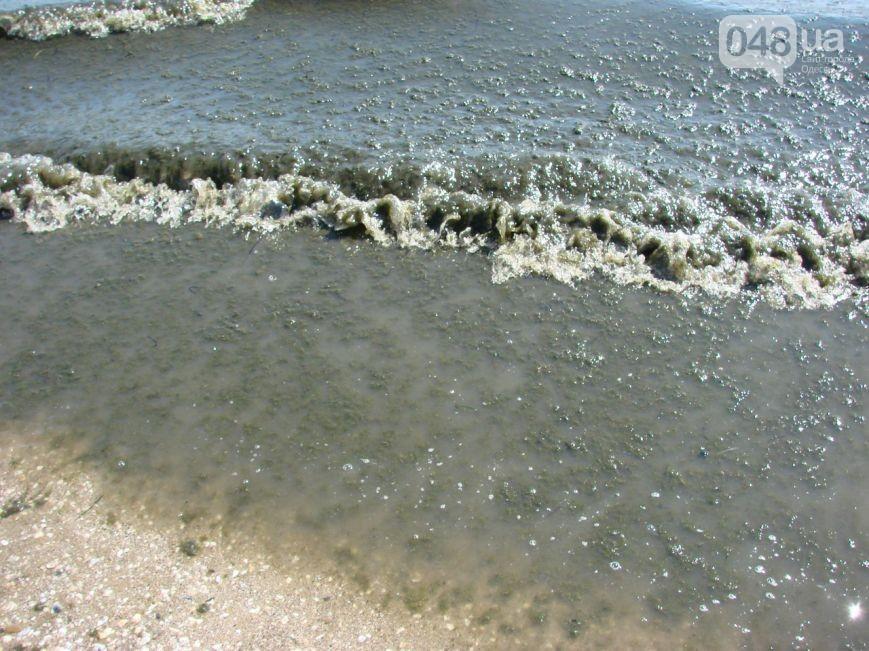 Одеське узбережжя вкрили червоні водорості (ФОТО)