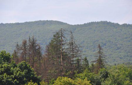 Екологічна катастрофа в Карпатах — фоторепортаж