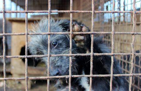 За канадські гроші на Черкащині вирішать проблеми з безпритульними тваринами