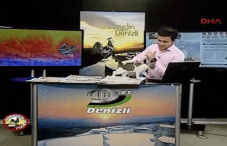 Як бродячий кіт став зіркою турецького ТБ — відео