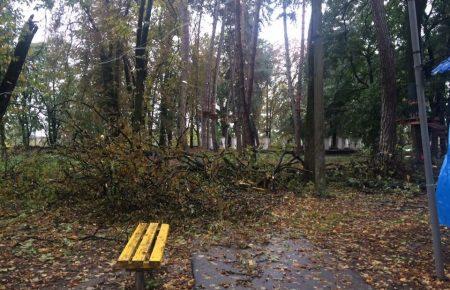 В Ужгороді вітер повиривав дерева з корінням —  фото