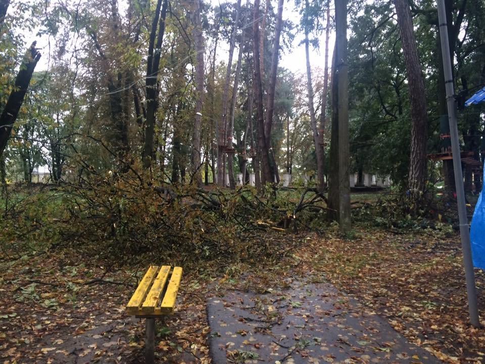 В Ужгороді вітер повиривав дерева з корінням —  фото