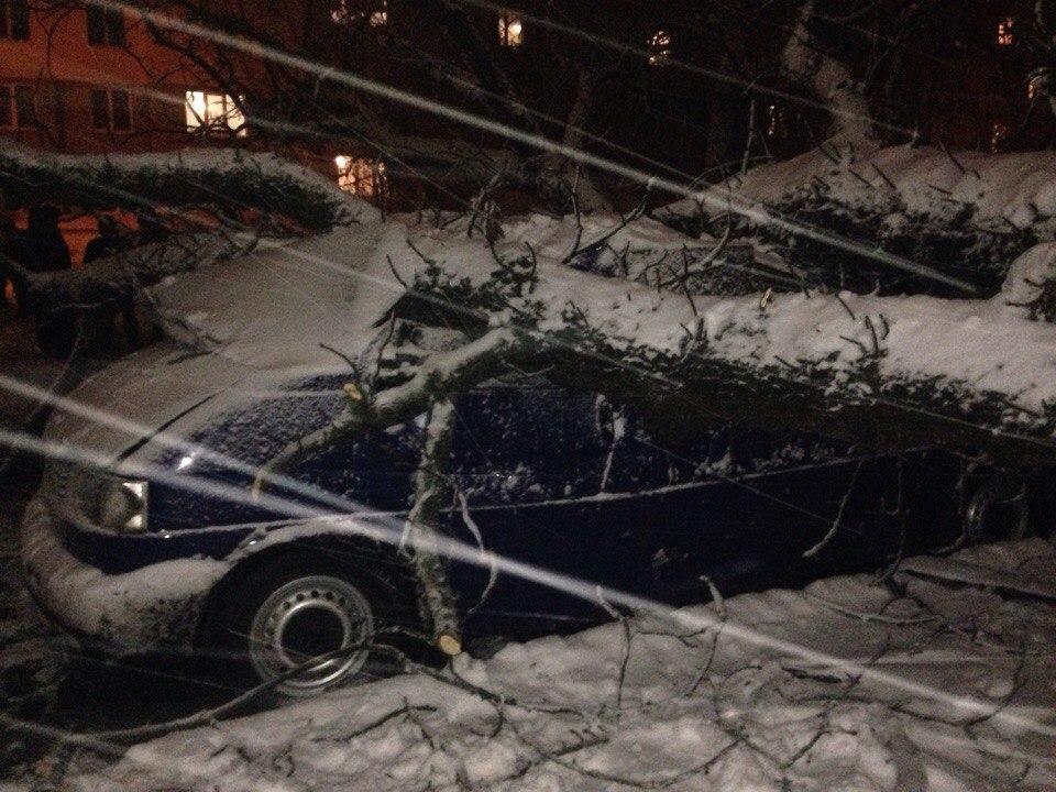 У Вінниці дерево розчавило припаркований автомобіль, - фото, відео