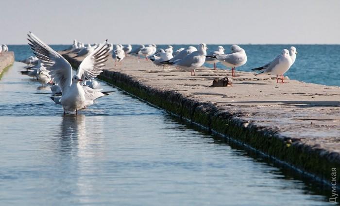 Як одесити насолоджуються осіннім морем — фоторепортаж