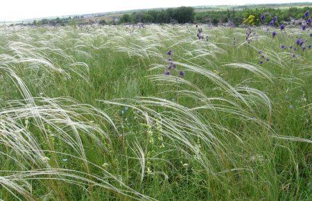 Донбас: за час проведення АТО згоріло більше третини заповідників, - екологи