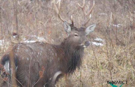На Золотоніщині з-під криги врятували оленя — ФОТО, ВІДЕО