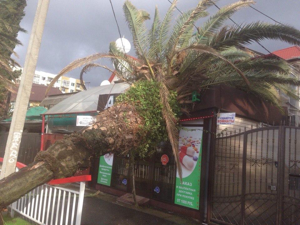 В Сочі пронісся потужний ураган: затоплено готелі, повалено дерева - ВІДЕО