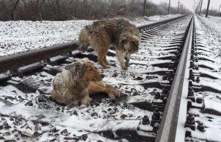 Пес декілька днів захищав від холоду свою поранену подругу — ФОТО, ВІДЕО