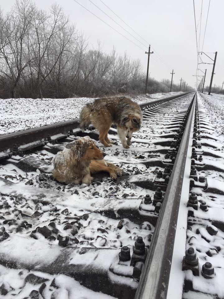 Пес декілька днів захищав від холоду свою поранену подругу — ФОТО, ВІДЕО