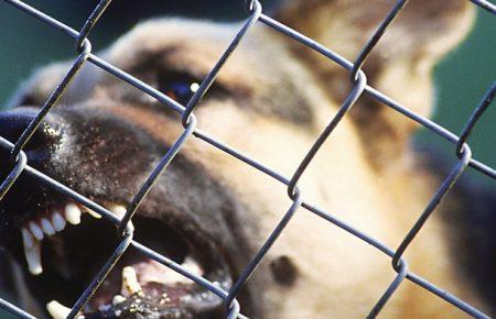 На Київщині учасника АТО загризли собаки (уточнено)