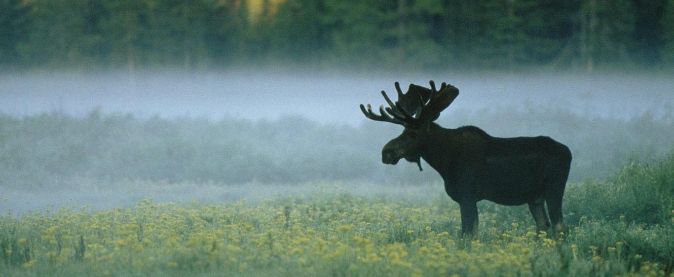 В Україні заборонили полювання на лосів