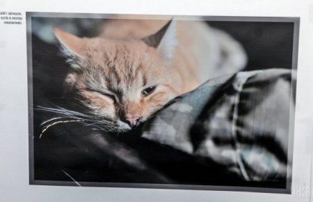 У Києві відкрилась фотовиставка, присвячена покинутим тваринам Донбасу