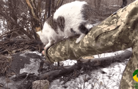 Як побачив мене, думав, по-людськи закричить - історія кошеня на передовій ВІДЕО