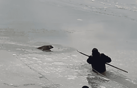 В Бердянську рятували пса, який провалився в морську ополонку (ВІДЕО)