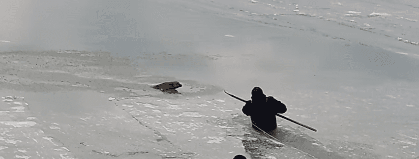 В Бердянську рятували пса, який провалився в морську ополонку (ВІДЕО)