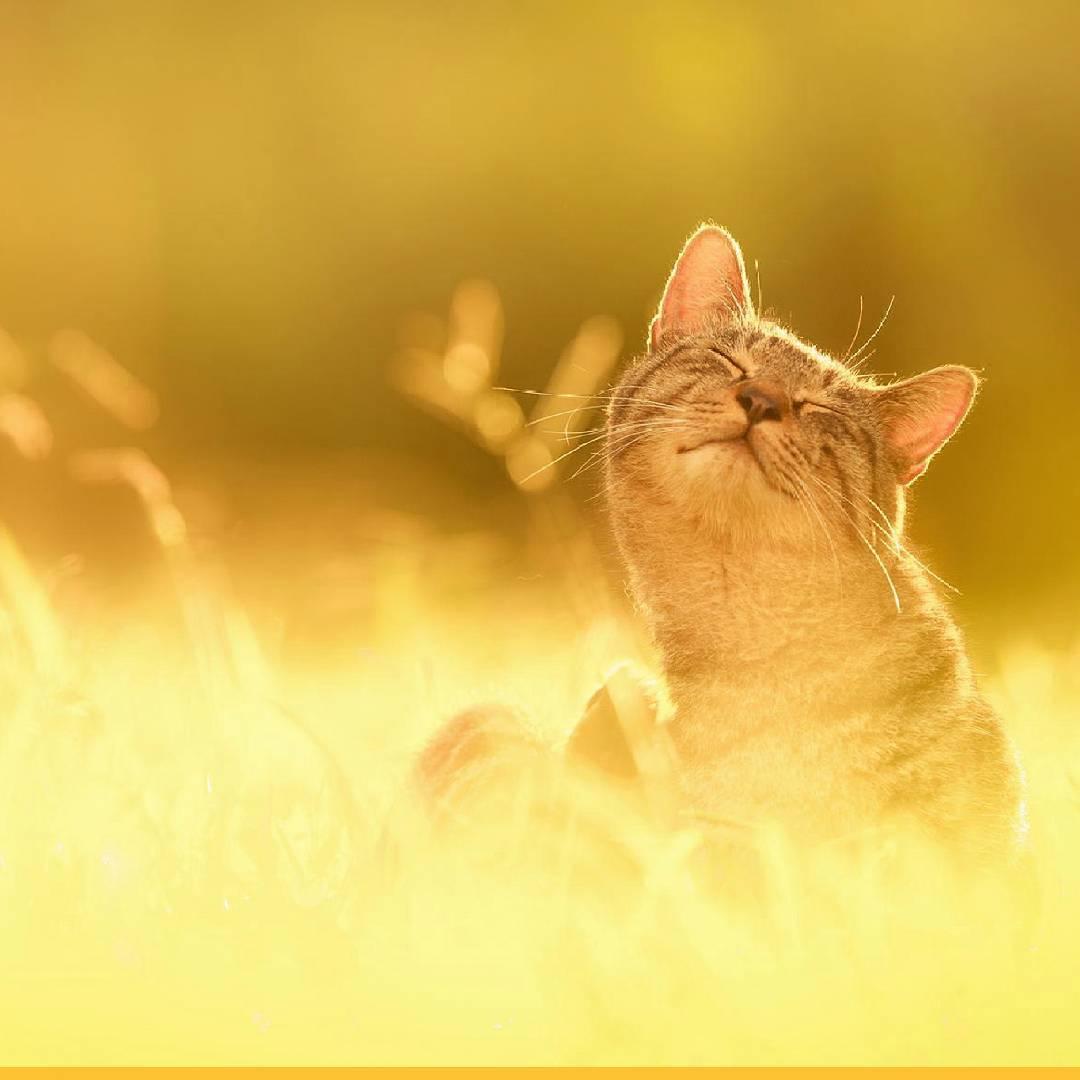 Сьогодні в Україні буде сонячно, очікується до 16° тепла