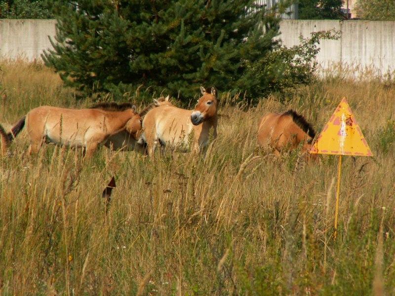 Які тварини живуть в зоні відчуження?