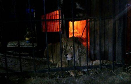 В Запоріжжі лев напав на відвідувача лазні (ФОТО)