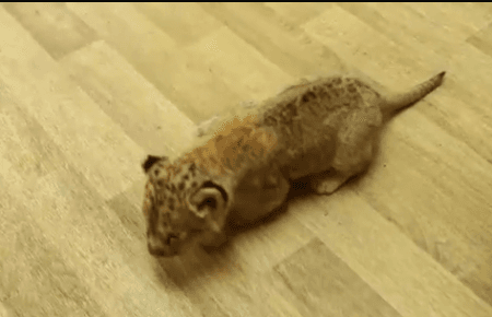 Серед двох тисяч папуг прикордонники виявили приховане левеня (ВІДЕО)