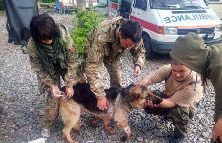 Собака прикрив собою двох бійців АТО під час обстрілу (ФОТО)